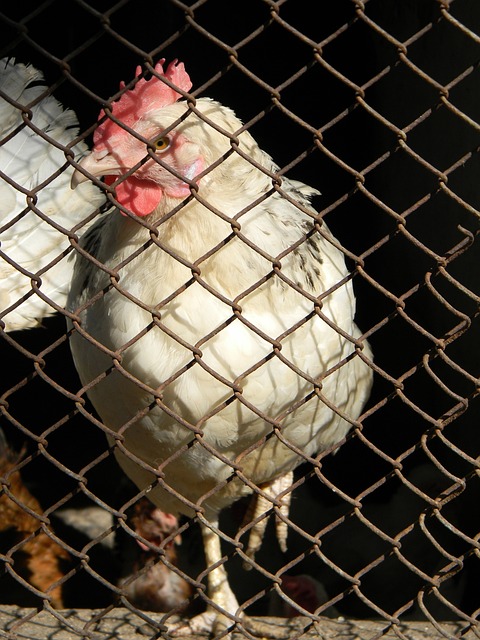 活理念的直 活理念的直